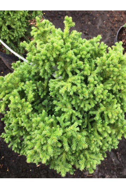 Криптомерія Грін Перл